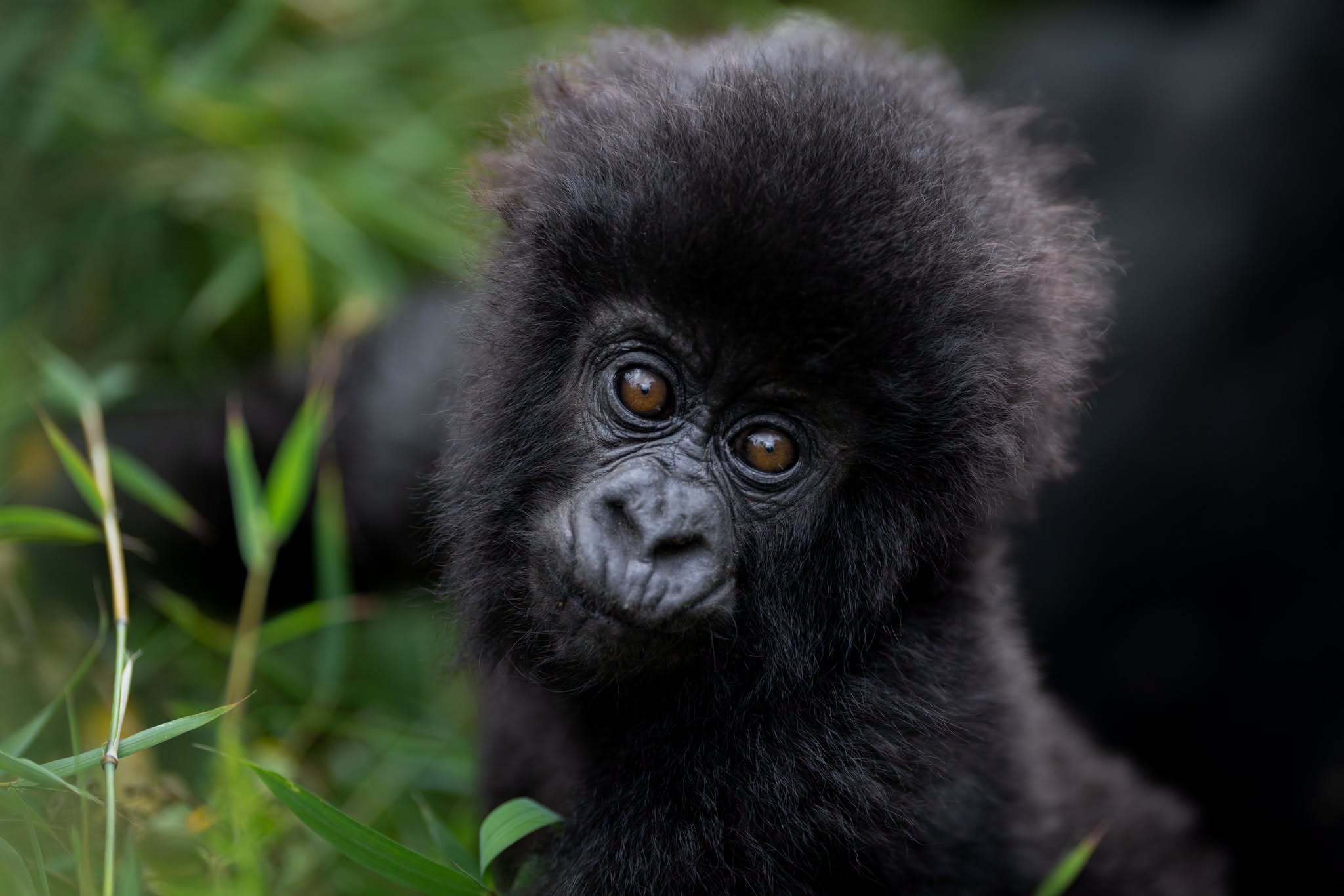 Kigali Airport Car Hire to Volcanoes National Park: Private Transfers